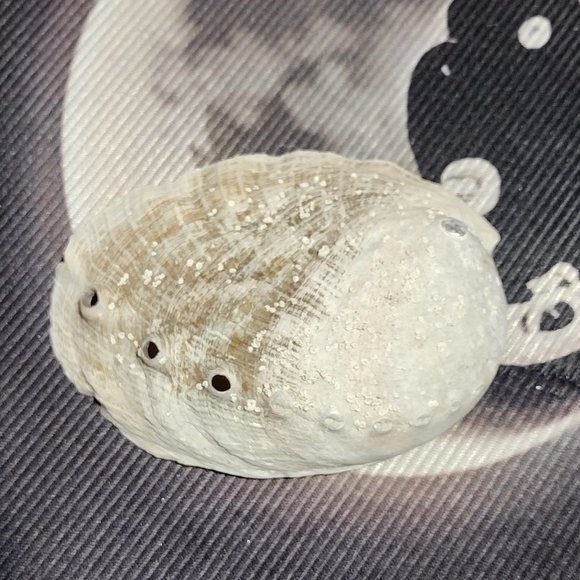 Small Abalone Seashell w/Smudge - Picture 3 of 5